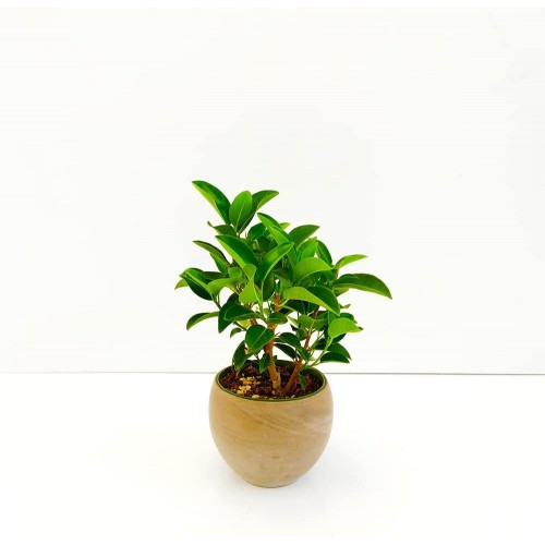 Bonsai Fico ruggine, pianta vera con vaso in terracotta, idea regalo