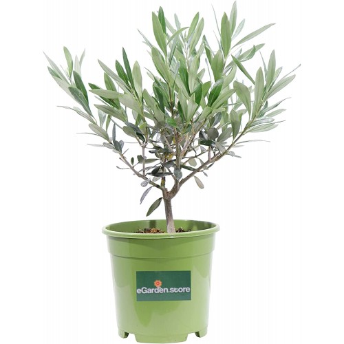 Bonsai di Olivo pianta sempre verde, idea regalo o bomboniera